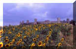 toscana01.jpg (42093 byte)